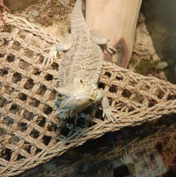 Meet your Posher, Cody - Picture 1 of 1